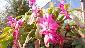 Begini Cara Memelihara Tanaman Hias <i>Indoor</i> Schlumbergera Merah