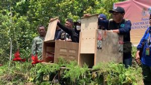 BKSDA Maluku Lepasliarkan Satwa Liar Endemik dari Burung Nuri hingga Sanca Batik