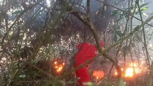  BPBD Padamkan Karhutla 1 Hektare di Membalong Belitung, Penyebab Belum Dikatahui 