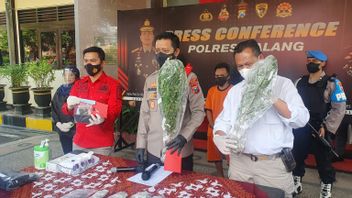 Man In Malang Arrested For After Harvesting Cannabis On The Slope Of Mount Lumajang