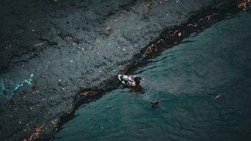 Overturned Ship Oil Spill In Philippines Capai Fisherman City, Ancam Mata Pencaharian