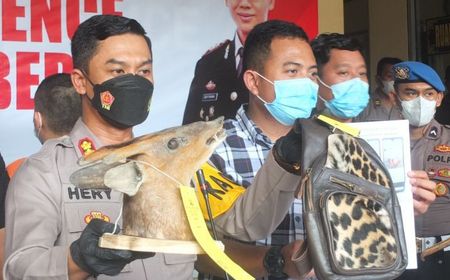 Polisi Buru Pemasok Satwa Langka kepada Perajin di Jember