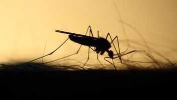 The Ministry Of Health Is In Consultation With WHO And Experts To Develop A Malaria Vaccine In Indonesia