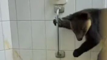 Penyelundupan 114 Satwa Liar di Pelabuhan Ahmad Yani Berhasil Digagalkan BKSDA Maluku