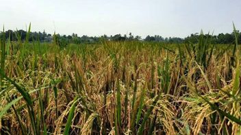 BPS:2022年に国内の米生産量が3,207万トンに達し、2.29%増加