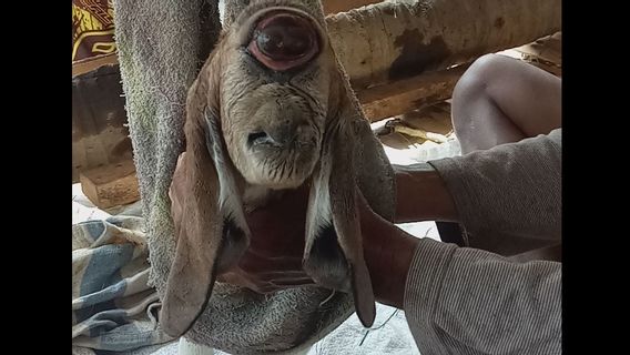 Strange, There Is A One-Eyed Goat In Simalungun North Sumatra