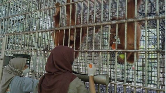 BBKSDA Sumatra Du Nord Envoie 5 Orangs-outans à Jambi