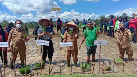 Horas! Tapanuli Selatan Punya Padi Lokal Bernama 