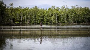 Berperan Sebagai Jantung Kehidupan Pesisir, Luasan Mangrove di RI Capai 3,4 Juta Hektare