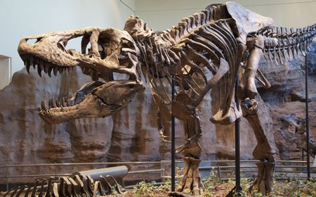 Bukan Cuma 'Rex', Ilmuwan Usulkan Tyranosaurus Miliki Tiga Spesies