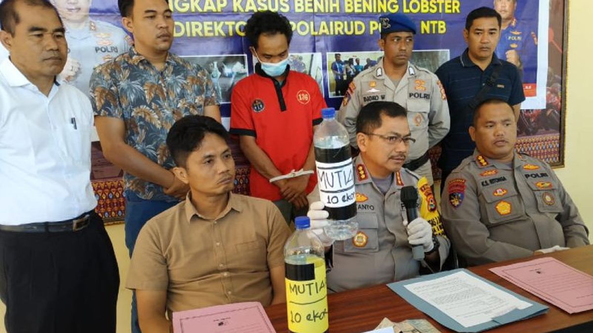 Polairud NTB Failed To Send 17,160 Tailes Of Hot Seeds To Java