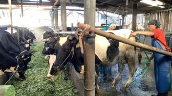 口と爪の病気が東ロンボク島に入り、243匹の家畜に直接見られる