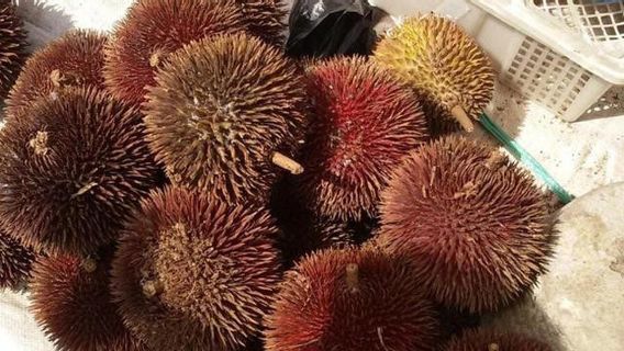Borneo Forest Fruits To Try, One Of Them!