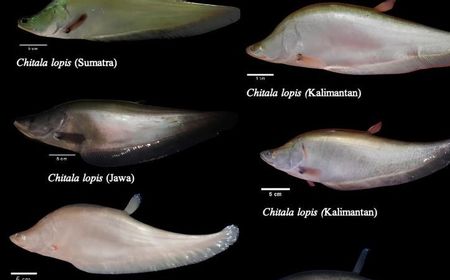 BRIN: Ilmuwan Temukan Ikan Berstatus Punah di Jawa