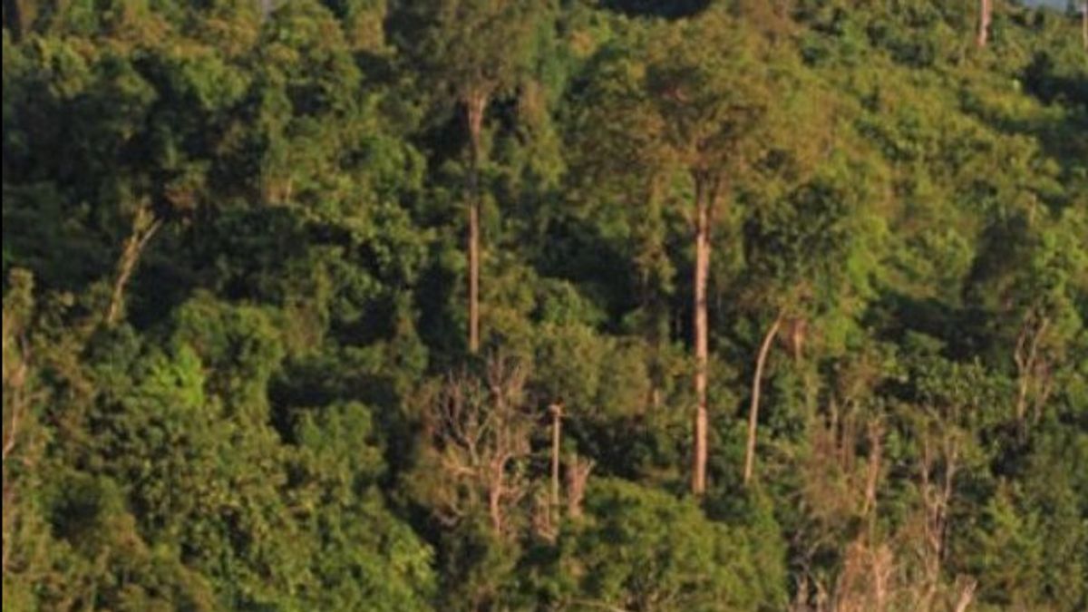 حكم على مزارعين في سوبينج جنوب سولاويزي بالسجن لمدة 3 أشهر لقطع 55 شجرة من خشب الساج في حديقتهم الخاصة
