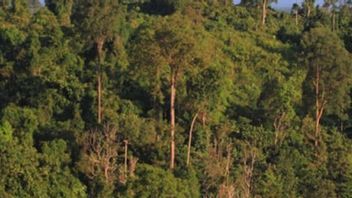 環境林業省は、RBP資金が排出削減パフォーマンスに使用されていることを強調します