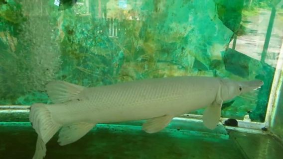 KKP Sebut Ikan Alligator Gar Bisa Rusak Ekosistem Perairan RI