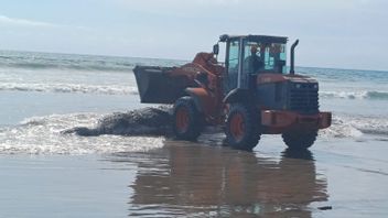 1 Ton Sperm Whale Carcasses Stranded On Bali's Legian Beach