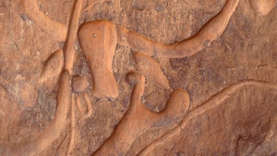 皮划艇运动员意外发现的8000年前的头骨