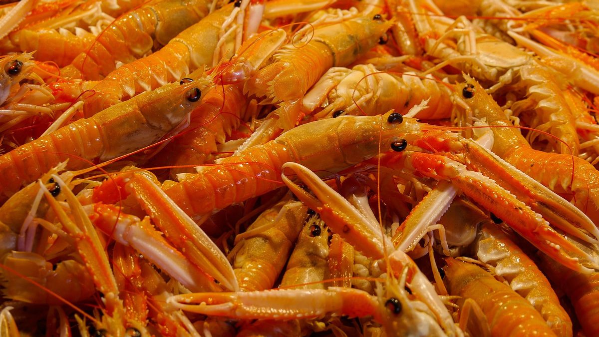The Government Must Monitor The Export Quota Of Lobster Seeds