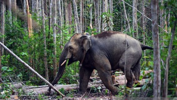 Gajah's Body Was Found Dead In The Karet Garden, A Resident Of The Jambi Tebo Region, BKSDA, Down In Hand