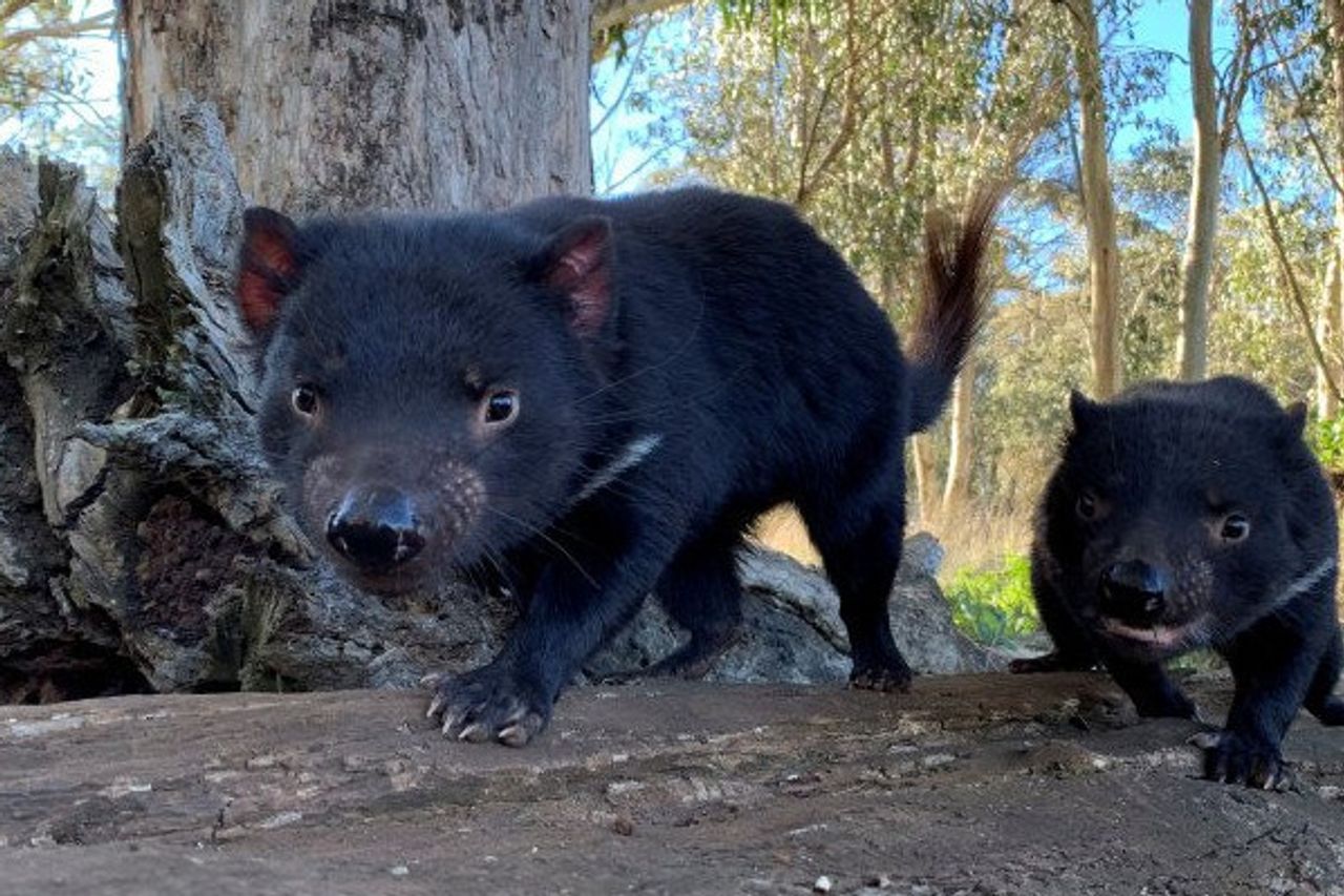 After Three Thousand Years, The Tasmanian Devil Returns To The Australian  Wild