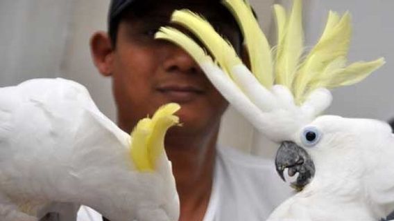 Populasi Burung Kakatua Jambul Kuning di Sulteng Tersisa 2 Ekor