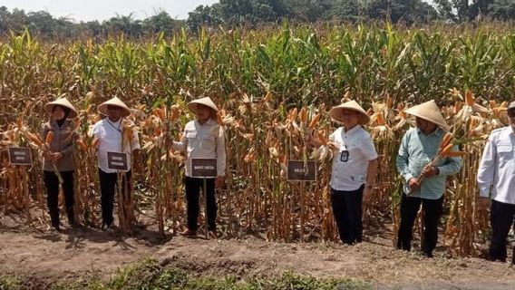 ar au maïs abondamment, le ministère des Affaires étrangères affirme qu’il n’a pas besoin d’importer