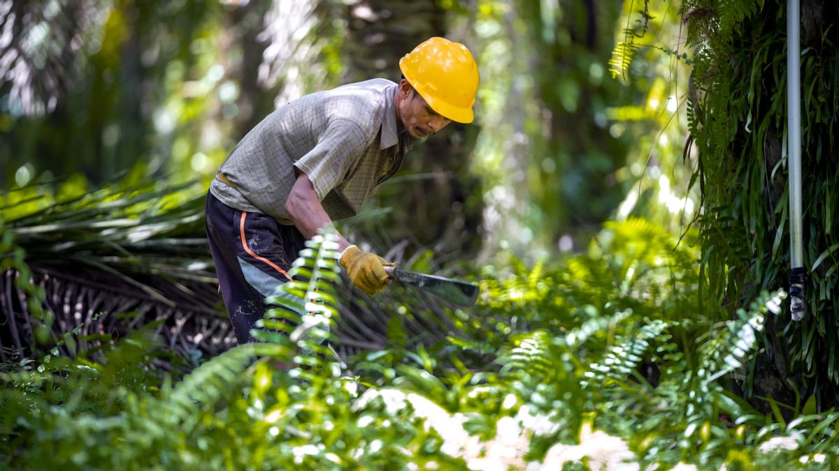 BPDP as the Locomotive for the Development of National Palm Oil Human Resources