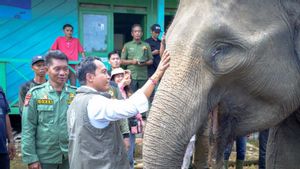 Kemenhut Bakal Bangun Koridor Hubungkan Habitat Gajah di Bentang Seblat
