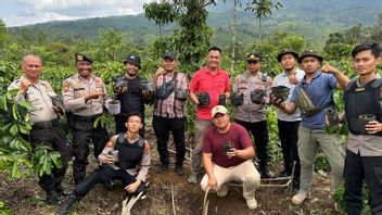In Coffee Gardens In South OKU, West Lampung Police Find Cannabis Fields