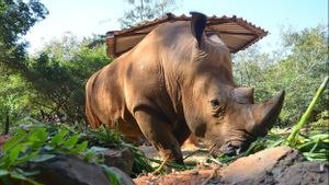 Singapura Catat Rekor Penyitaan Cula Badak Terbesar Senilai Lebih dari Rp13 Miliar