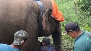 Wild Elephant Herd In West Lampung Paired With GPS Collar