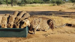Diselamatkan dari Perdagangan Ilegal, 50 Cheetah Tempati Rumah Baru di Somaliland