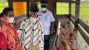 Mensos Risma Dirikan 10 Peternakan Ayam di Asmat Papua