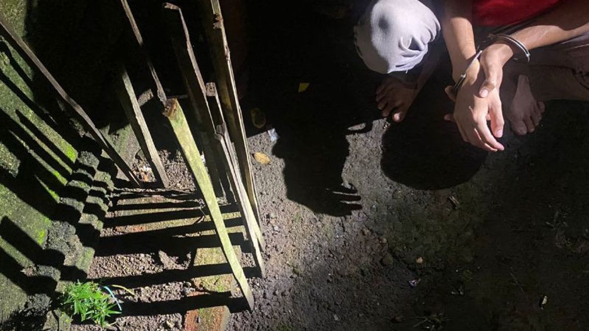 Rawat Tanaman Ganja Setinggi 20 Sentimeter di Pekarangan Rumah, Pemuda di Mataram Diciduk Polisi
