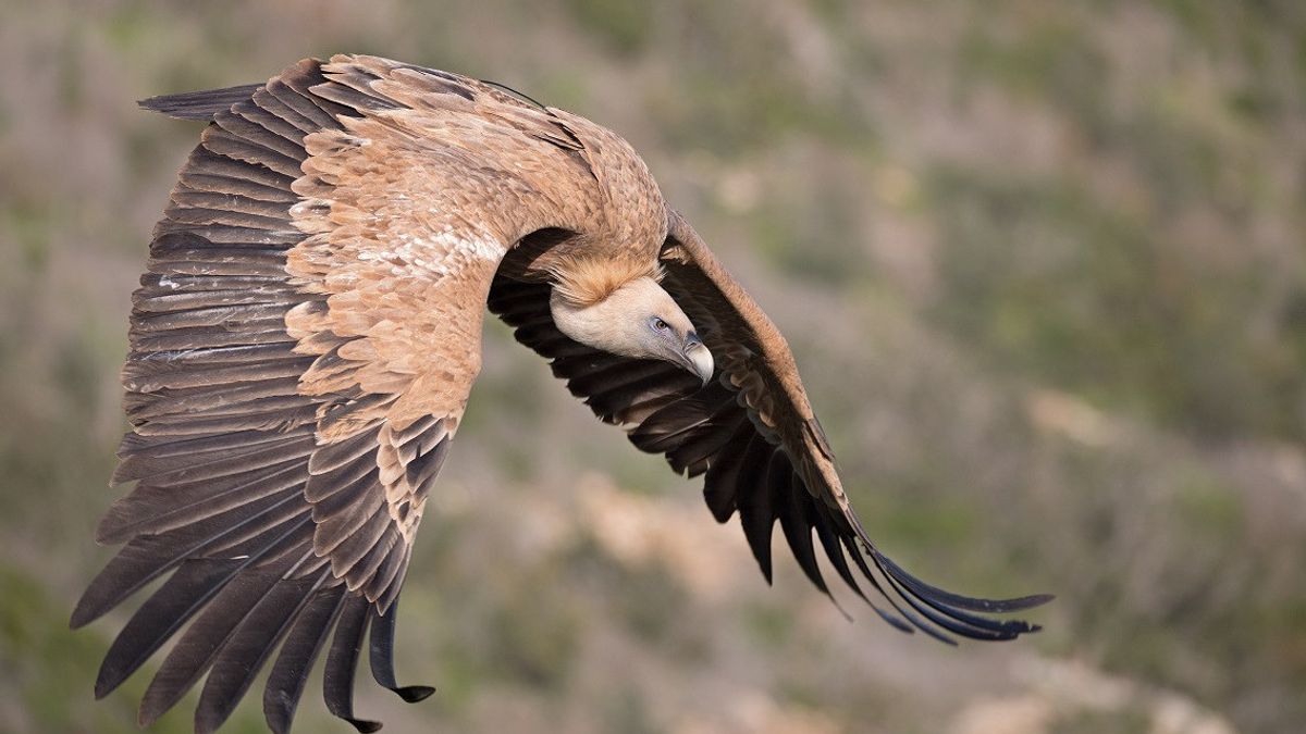 害虫駆除毒に脅かされて、グリフォンハゲタカの個体数は劇的に減少します