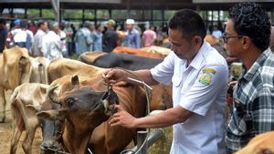 Pemkab Simeulue Aceh Terjunkan Tim Periksa Kesehatan Hewan Kurban, Mulai dari Sapi, Kerbau dan Kambing