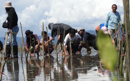 Perkumpulan Konservasi Kakatua Tanam 1.200 Mangrove di Seram Barat