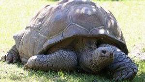 Peneliti Terkejut Temui Kura-kura Raksasa Seychelles Serang dan Makan Bayi Burung