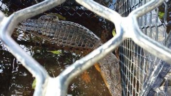 Residents Found 8-10 Crocodiles In North Bengkulu, BKSDA Did Not Deploy Personnel Because It Was Their Habitat