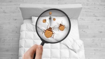 Signs Of Bedbugs Or Beduk Bersang Di Rumah