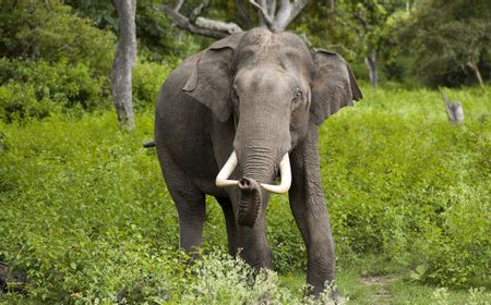 'Pulangkan' 14 Gajah Liar Asia ke Habitatnya, China Kerahkan 25 Ribu Petugas dan 1.500 Kendaraan