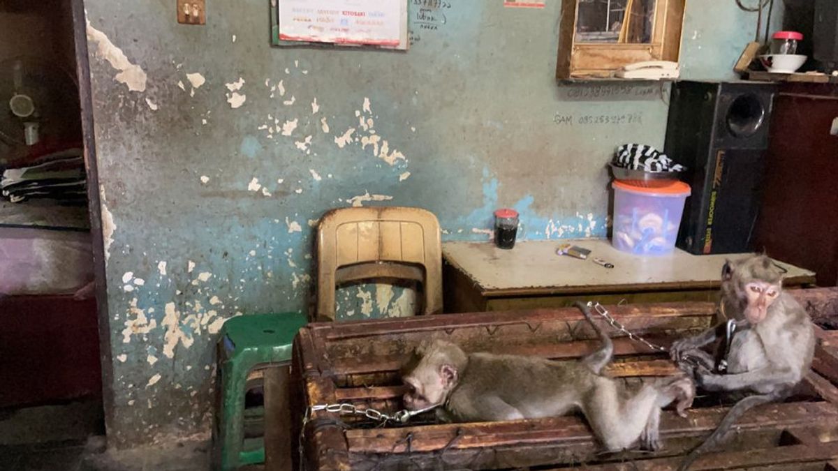 Sad, The Sale Of Long-tailed Monkeys At The Bali Satria Market