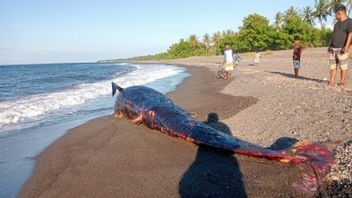 ノースロンボクビーチで立ち往生した死んだクジラ