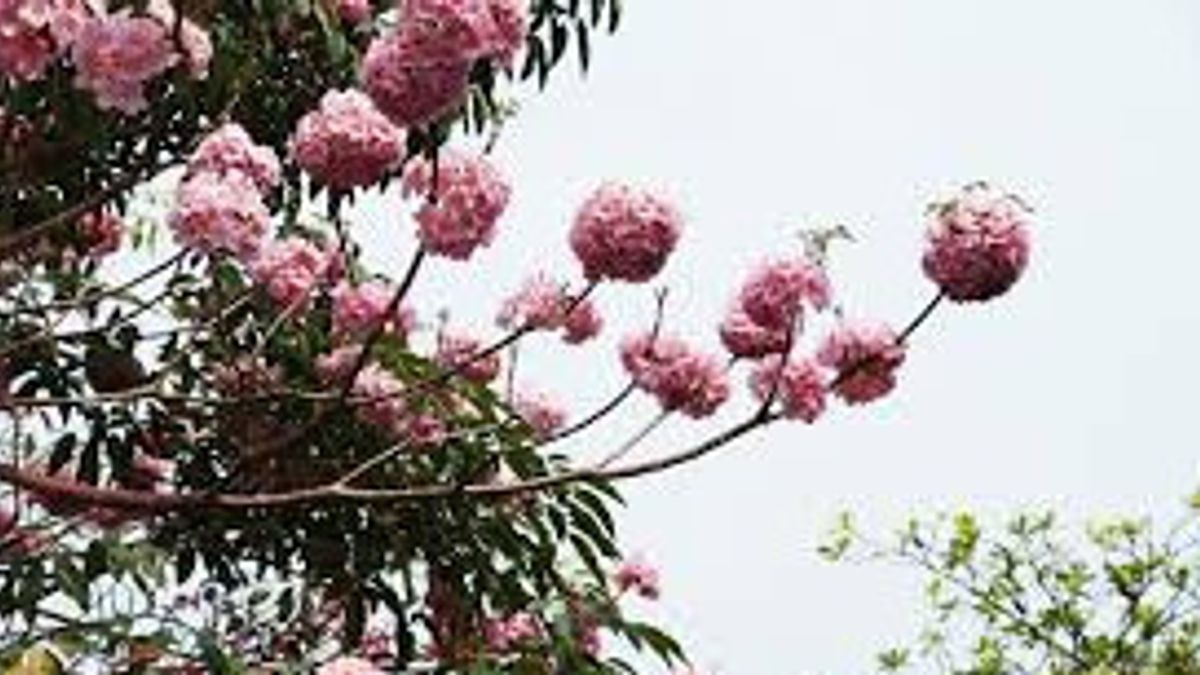 Tabebuya Flower Spots In Jakarta That Can Be Visited To Let Go Of Penat