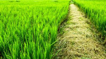 Le secret des agriculteurs qui réussissent à se libérer des attaques des ravageurs et des maladies des rizières qui permettent de récolter le maximum!