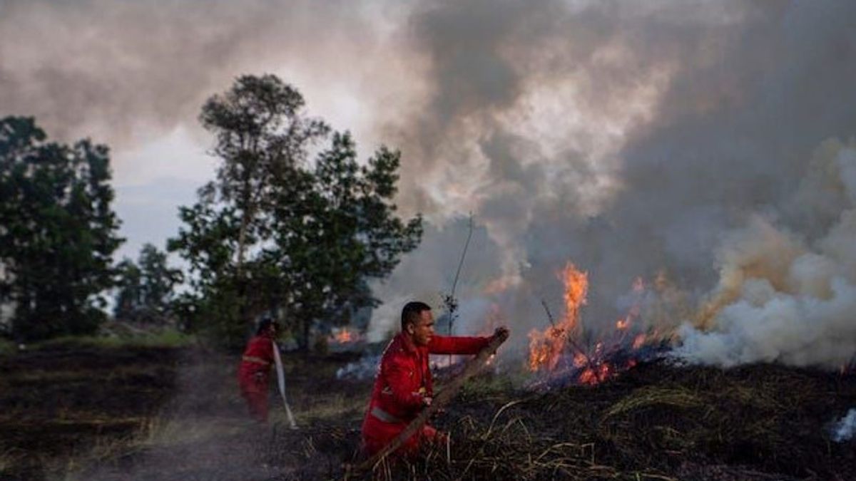 More Than 50 Percent Of The Area In South Sumatra Is In The Category Of High-level Forest And Land Fires
