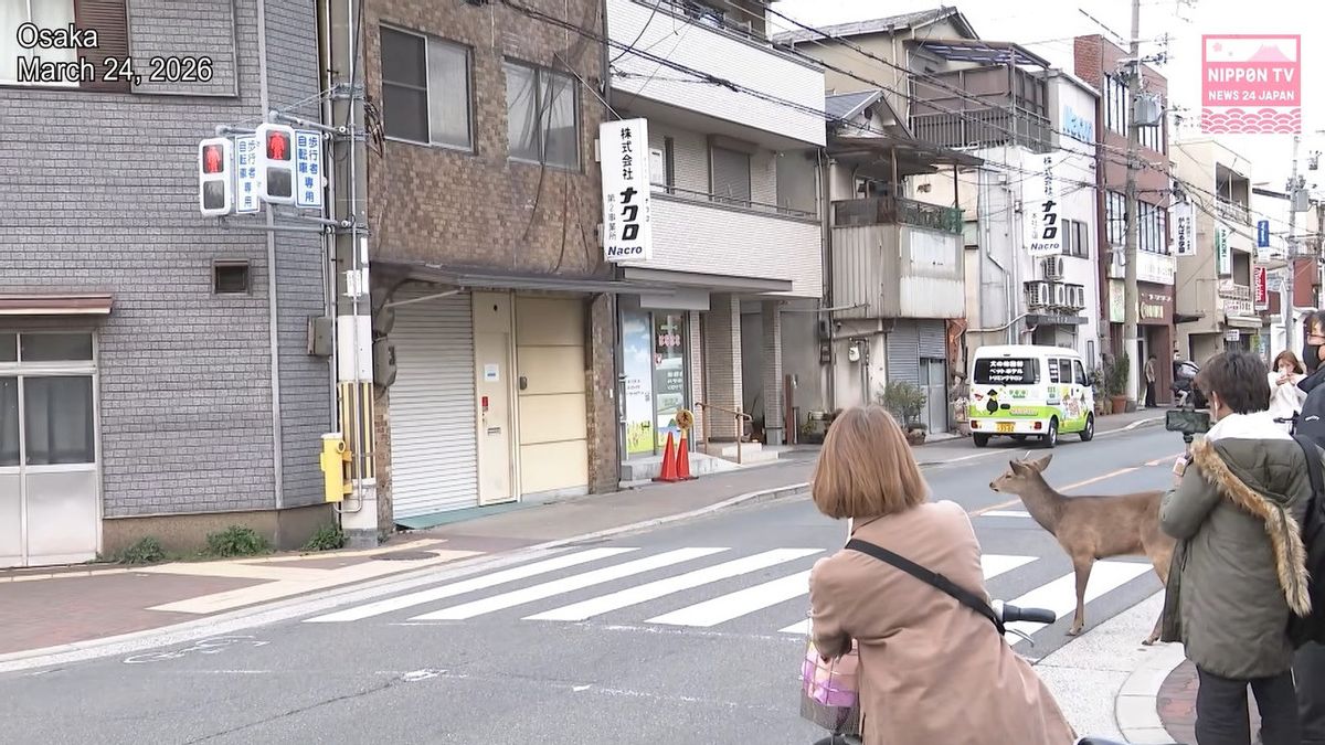 Un cerf mâle qui avait erré sur les routes d’Osaka a été évacué vers une zone de campement