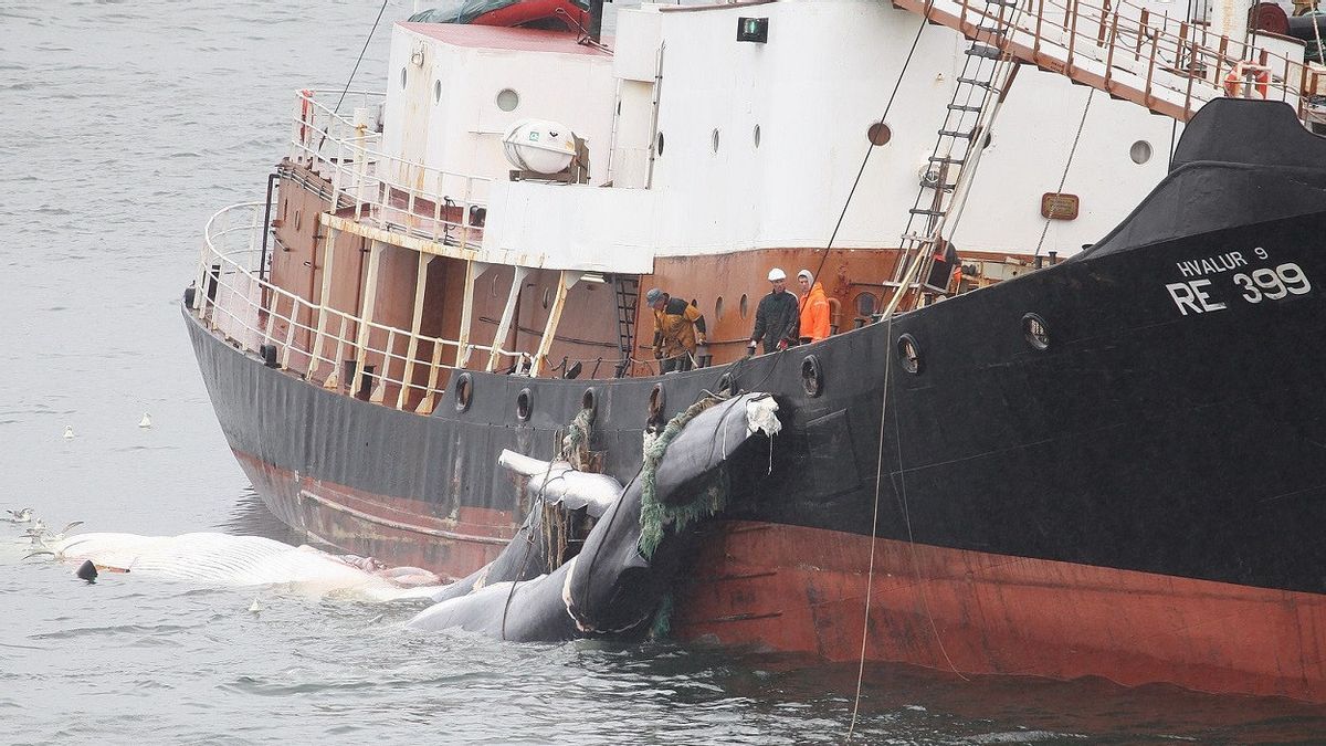 Iceland Will Allow Whale Hunting Again: The Conditions Are Tightened, Cannot Hurt